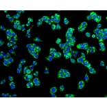 Immunofluorescence - Anti-TSPO Antibody (A10765) - Antibodies.com