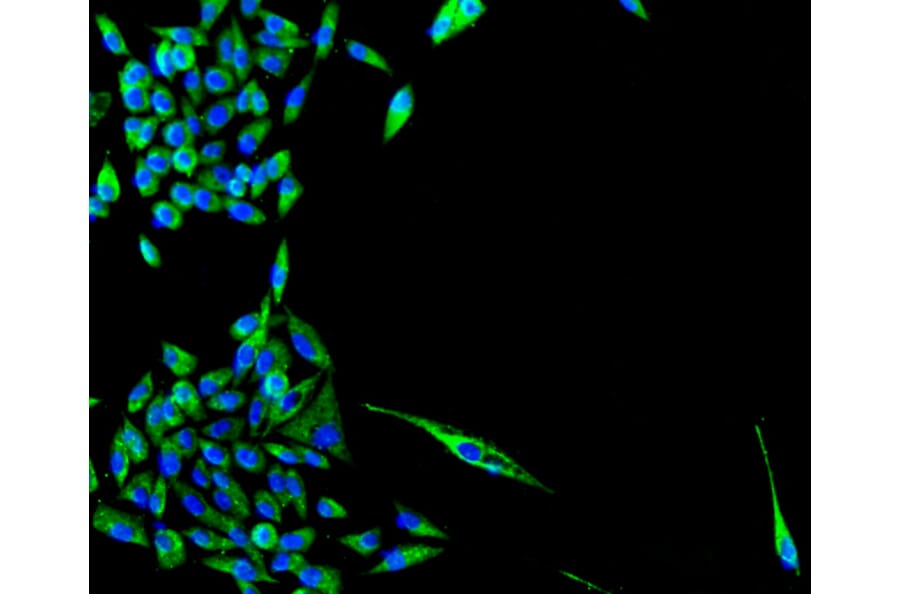 Immunofluorescence - Anti-TSPO Antibody (A10765) - Antibodies.com