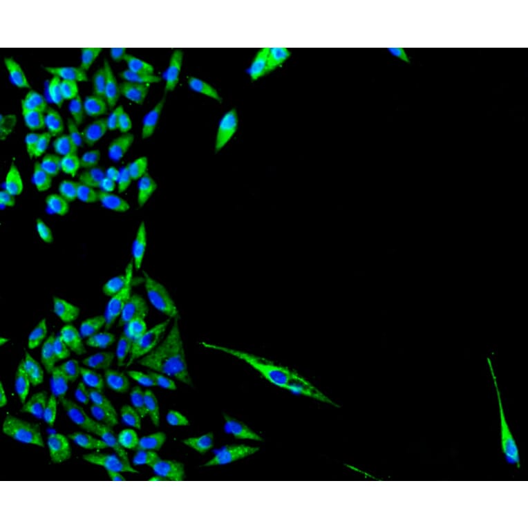 Immunofluorescence - Anti-TSPO Antibody (A10765) - Antibodies.com