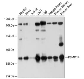 Western Blot - Anti-PSMD14 Antibody (A11351) - Antibodies.com
