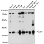 Western Blot - Anti-PSMD14 Antibody (A11351) - Antibodies.com