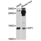 Western Blot - Anti-EIF1 Antibody (A10785) - Antibodies.com