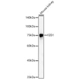 Western Blot - Anti-Frizzled homolog 1 Antibody (A11359) - Antibodies.com