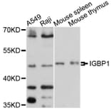 Western Blot - Anti-IGBP1 Antibody (A10836) - Antibodies.com