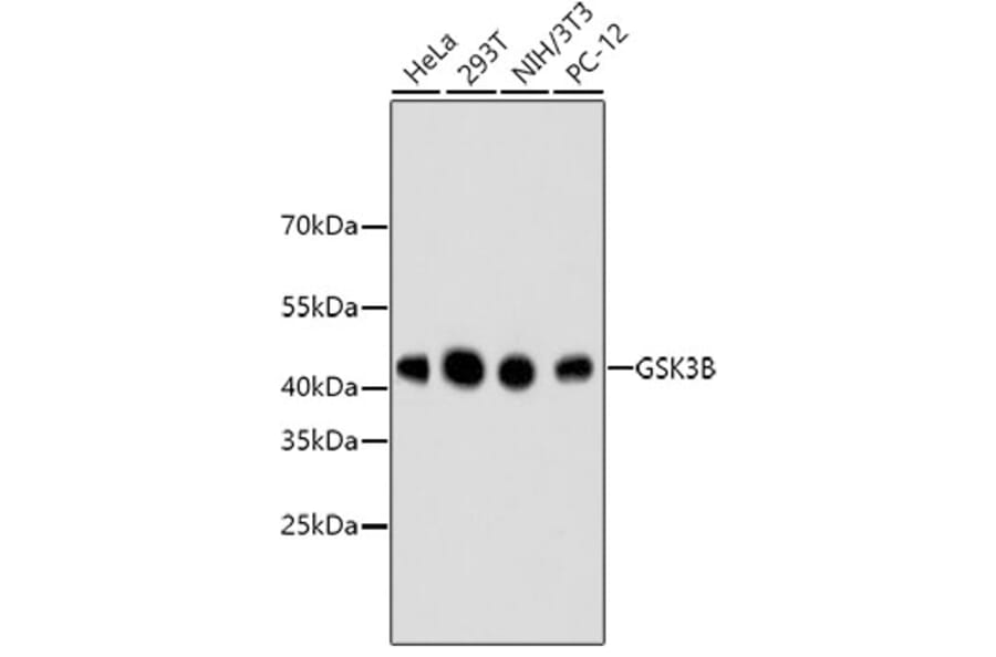 Western Blot - Anti-GSK3B Antibody (A10877) - Antibodies.com