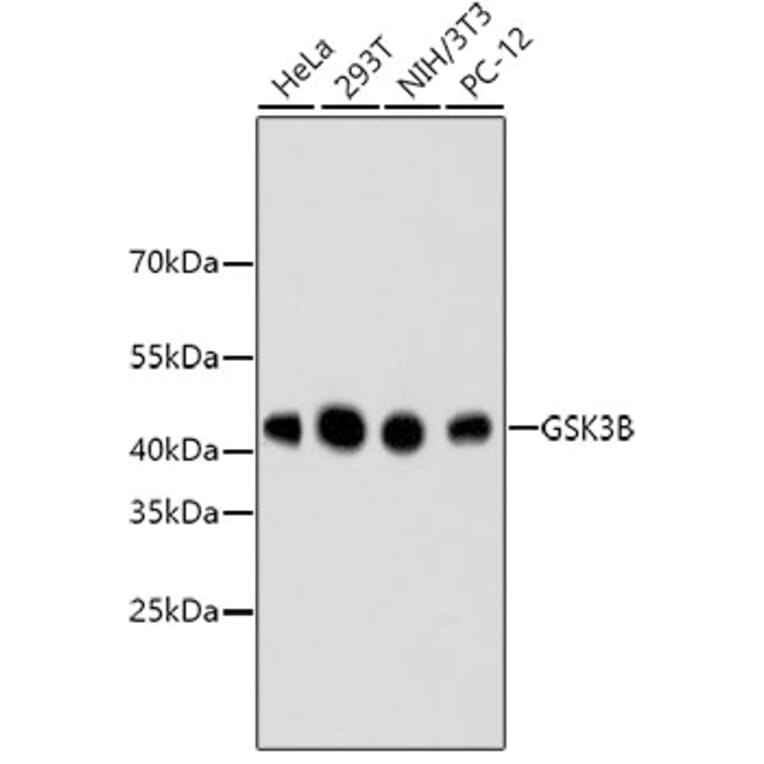 Western Blot - Anti-GSK3B Antibody (A10877) - Antibodies.com