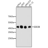 Western Blot - Anti-GSK3B Antibody (A10877) - Antibodies.com
