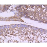 Immunohistochemistry - Anti-GSK3B Antibody (A10877) - Antibodies.com