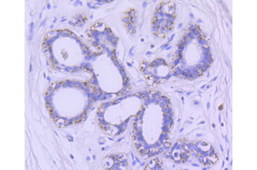 Immunohistochemistry - Anti-GSK3B Antibody (A10877) - Antibodies.com