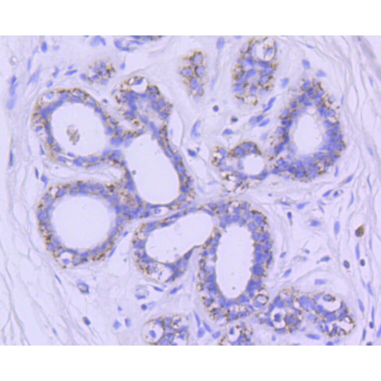 Immunohistochemistry - Anti-GSK3B Antibody (A10877) - Antibodies.com