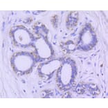 Immunohistochemistry - Anti-GSK3B Antibody (A10877) - Antibodies.com
