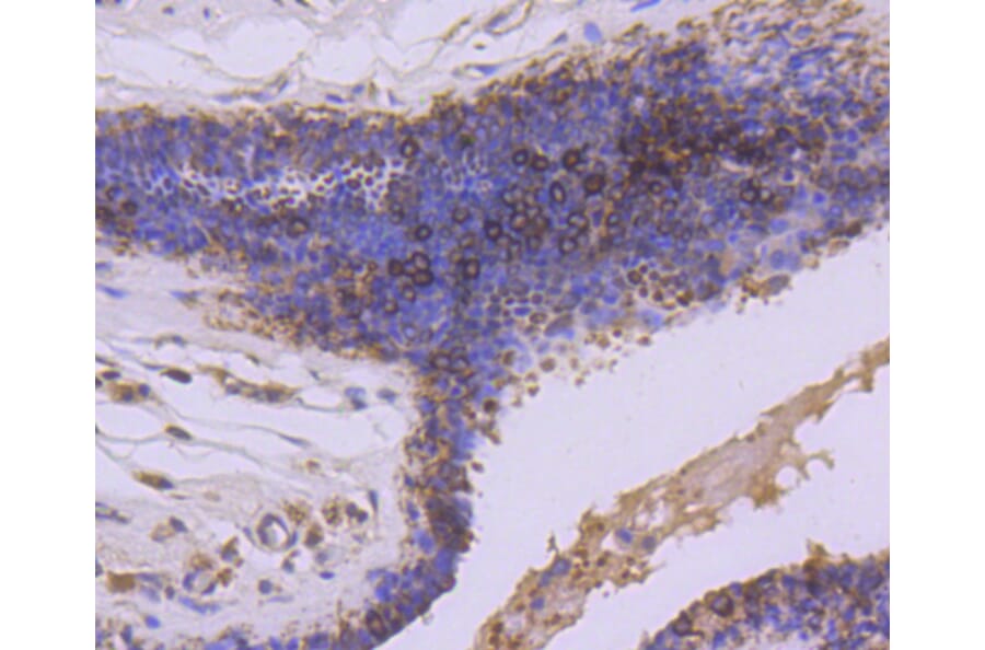 Immunohistochemistry - Anti-GSK3B Antibody (A10877) - Antibodies.com