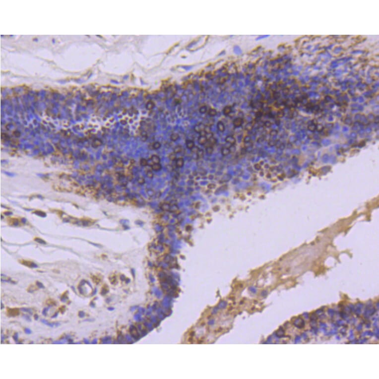 Immunohistochemistry - Anti-GSK3B Antibody (A10877) - Antibodies.com