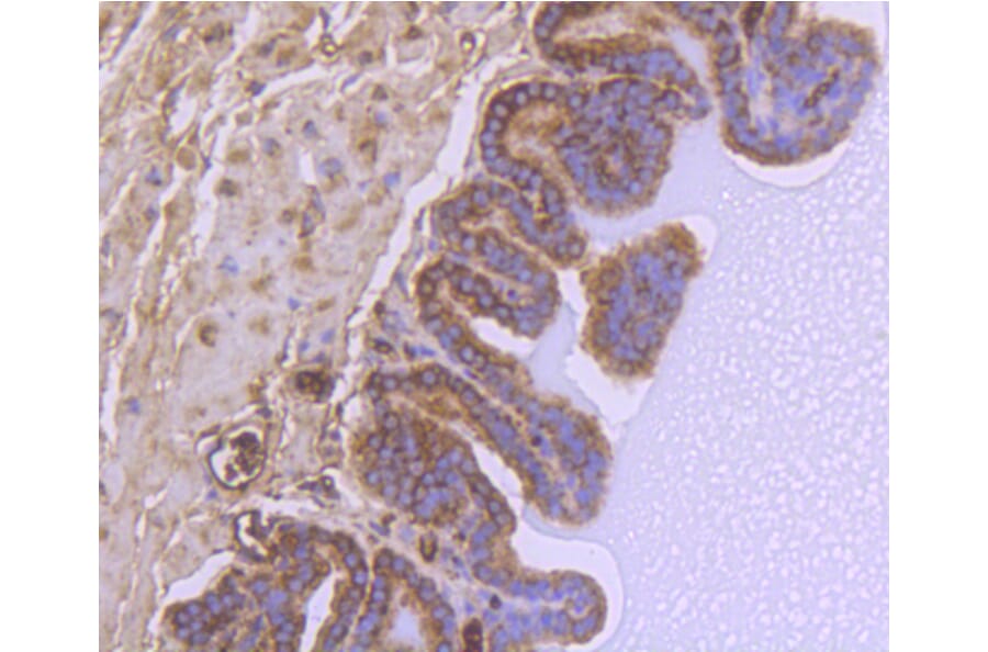 Immunohistochemistry - Anti-GSK3B Antibody (A10877) - Antibodies.com