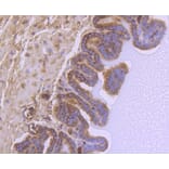 Immunohistochemistry - Anti-GSK3B Antibody (A10877) - Antibodies.com
