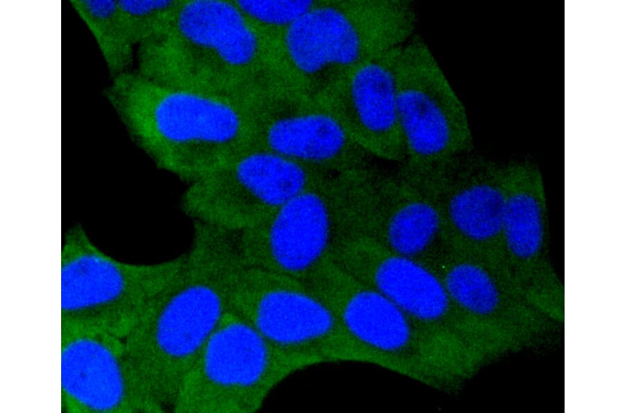 Immunofluorescence - Anti-GSK3B Antibody (A10877) - Antibodies.com