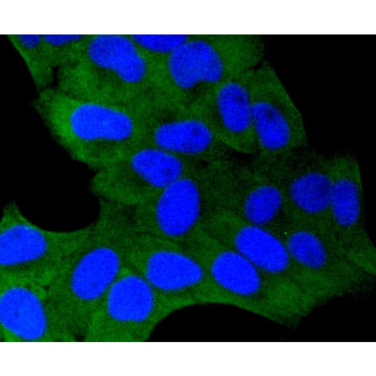Immunofluorescence - Anti-GSK3B Antibody (A10877) - Antibodies.com