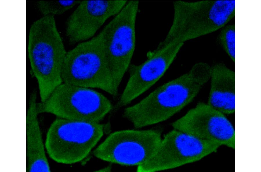 Immunofluorescence - Anti-GSK3B Antibody (A10877) - Antibodies.com