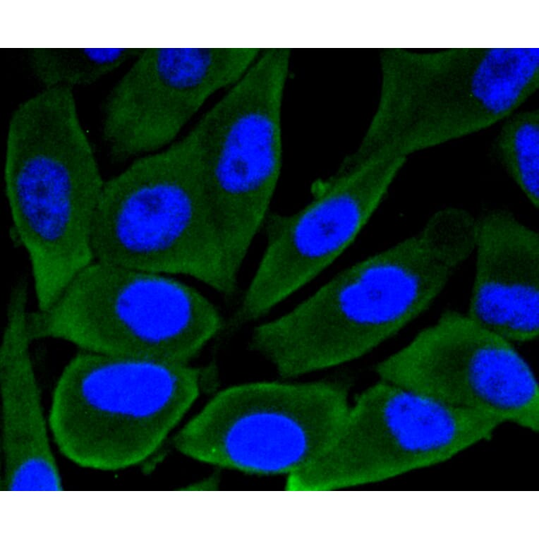 Immunofluorescence - Anti-GSK3B Antibody (A10877) - Antibodies.com
