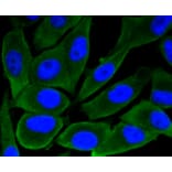 Immunofluorescence - Anti-GSK3B Antibody (A10877) - Antibodies.com