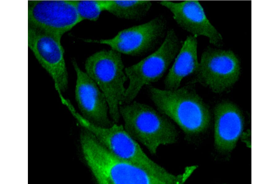 Immunofluorescence - Anti-GSK3B Antibody (A10877) - Antibodies.com