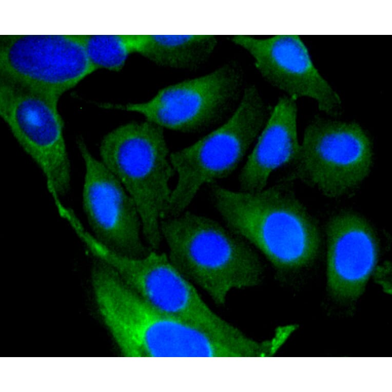 Immunofluorescence - Anti-GSK3B Antibody (A10877) - Antibodies.com