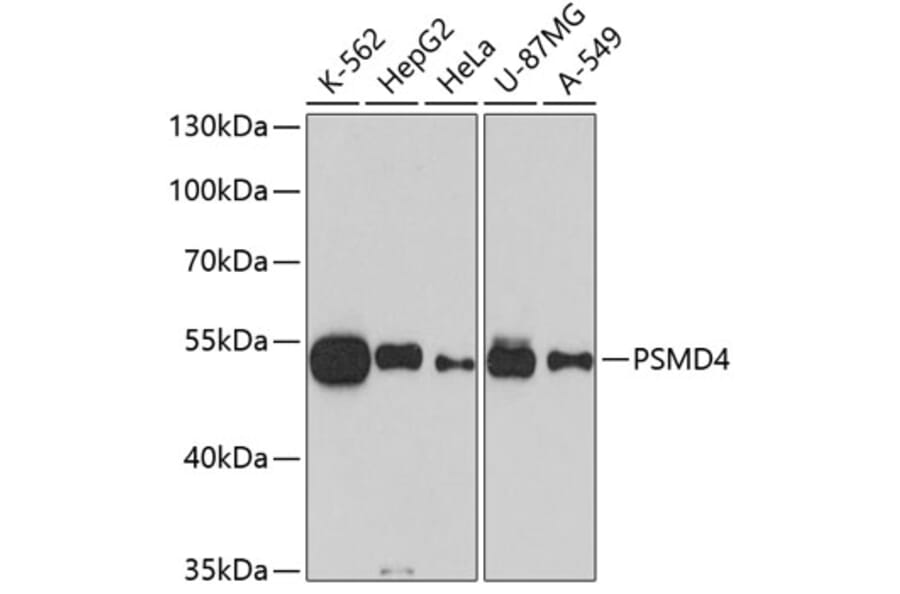 Western Blot - Anti-PSMD4 Antibody (A10887) - Antibodies.com