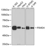 Western Blot - Anti-PSMD4 Antibody (A10887) - Antibodies.com