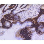 Immunohistochemistry - Anti-KRT15 Antibody (A10939) - Antibodies.com