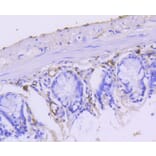 Immunohistochemistry - Anti-KRT15 Antibody (A10939) - Antibodies.com