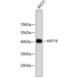 Western Blot - Anti-KRT19 Antibody (A10948) - Antibodies.com