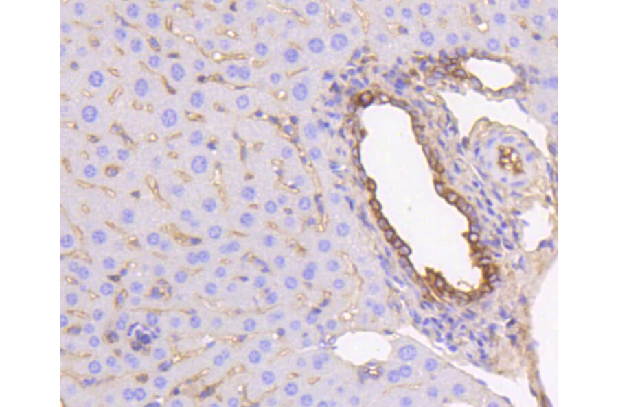 Immunohistochemistry - Anti-KRT19 Antibody (A10948) - Antibodies.com