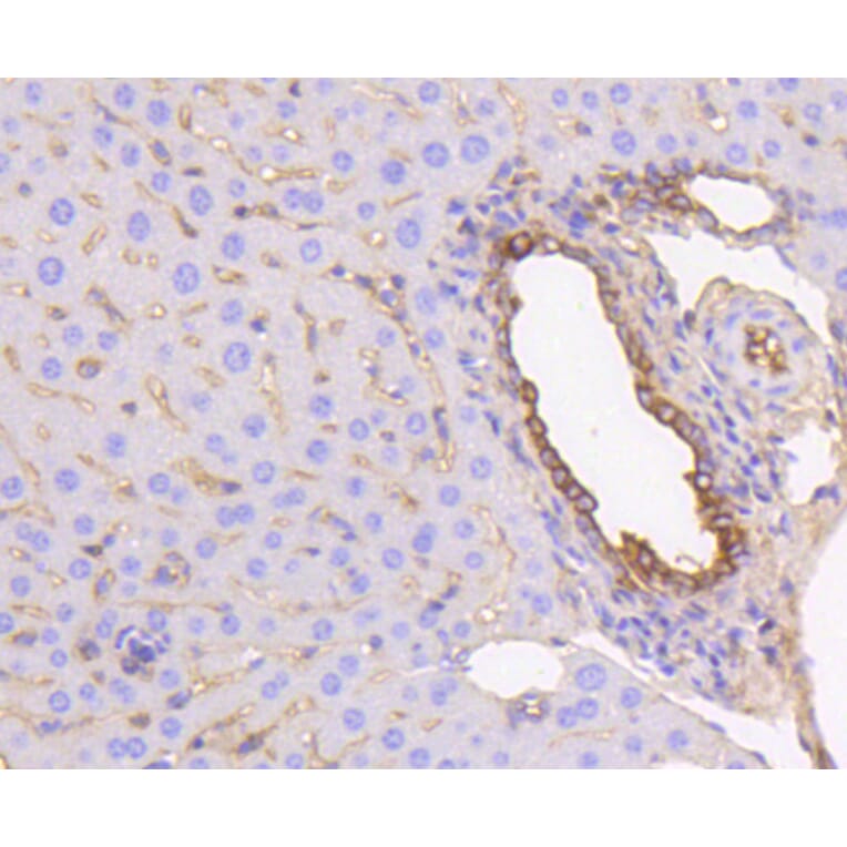 Immunohistochemistry - Anti-KRT19 Antibody (A10948) - Antibodies.com