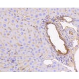 Immunohistochemistry - Anti-KRT19 Antibody (A10948) - Antibodies.com