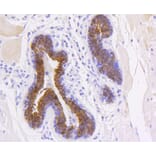 Immunohistochemistry - Anti-KRT19 Antibody (A10948) - Antibodies.com
