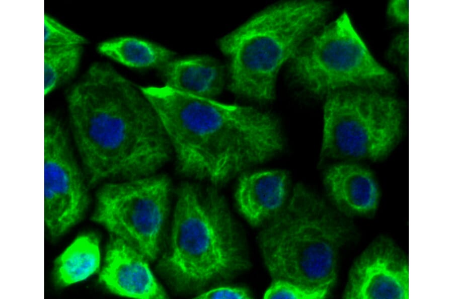 Immunofluorescence - Anti-KRT19 Antibody (A10948) - Antibodies.com