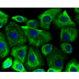 Immunofluorescence - Anti-KRT19 Antibody (A10948) - Antibodies.com