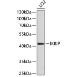 Western Blot - Anti-IKBIP Antibody (A10962) - Antibodies.com