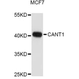 Western Blot - Anti-CANT1 Antibody (A10965) - Antibodies.com