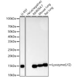 Western Blot - Anti-Lysozyme Antibody [ARC57153] (A11385) - Antibodies.com