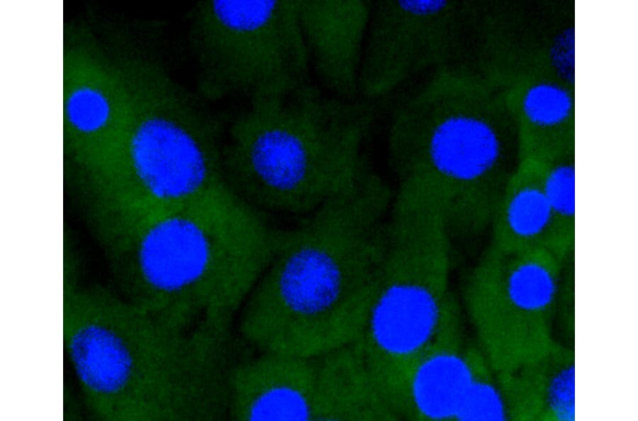 Immunofluorescence - Anti-NOTCH1 Antibody (A11056) - Antibodies.com
