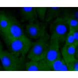 Immunofluorescence - Anti-NOTCH1 Antibody (A11056) - Antibodies.com