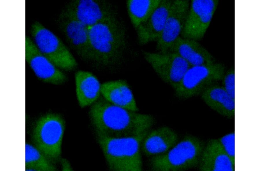 Immunofluorescence - Anti-NOTCH1 Antibody (A11056) - Antibodies.com