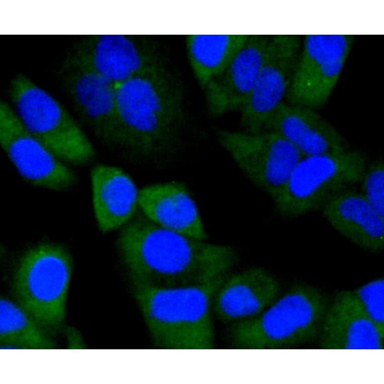 Immunofluorescence - Anti-NOTCH1 Antibody (A11056) - Antibodies.com