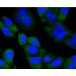 Immunofluorescence - Anti-NOTCH1 Antibody (A11056) - Antibodies.com