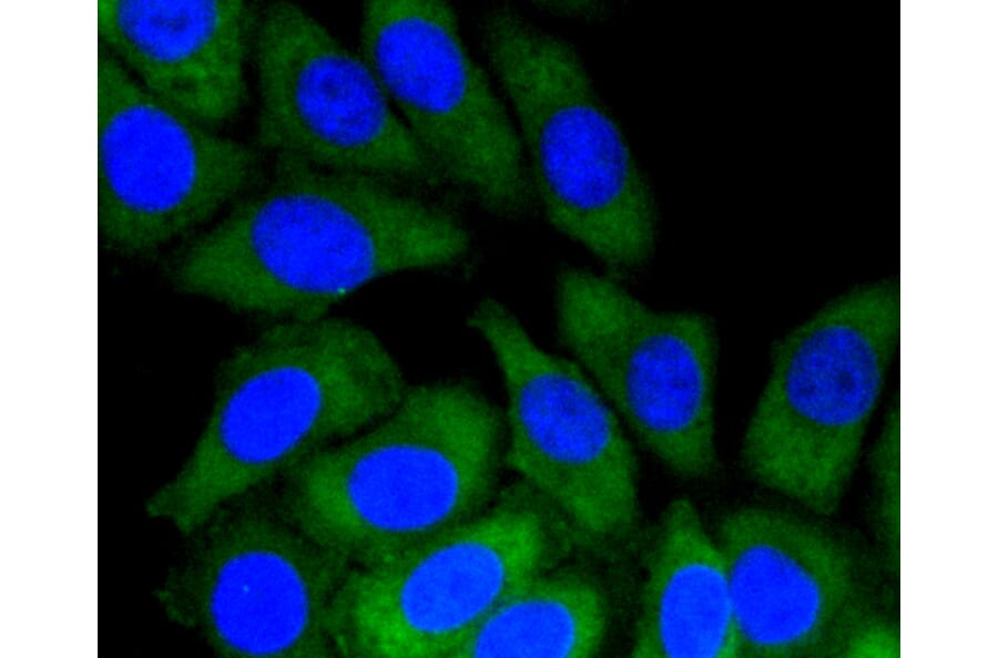 Immunofluorescence - Anti-NOTCH1 Antibody (A11056) - Antibodies.com
