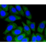 Immunofluorescence - Anti-NOTCH1 Antibody (A11056) - Antibodies.com