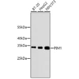 Western Blot - Anti-PIM1 Antibody (A11080) - Antibodies.com