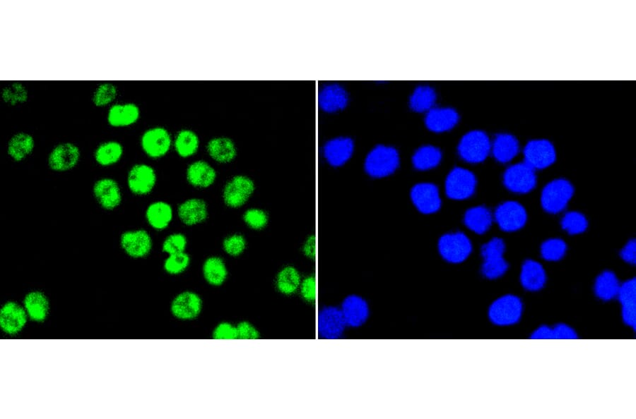 Immunofluorescence - Anti-PIM1 Antibody (A11080) - Antibodies.com