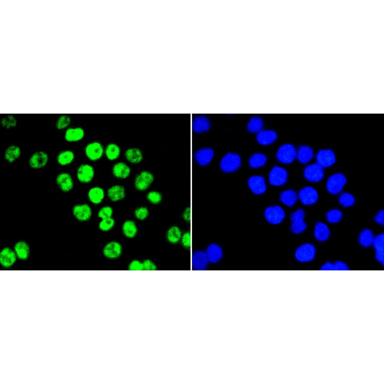 Immunofluorescence - Anti-PIM1 Antibody (A11080) - Antibodies.com